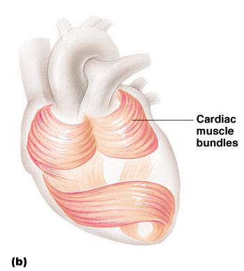 Cardiac Muscle Characteristics Has striations Usually has a single nucleus Joined to another muscle