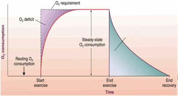 Oxygen Consumption during Aerobic exercise Oxygen Consumption during Anaerobic exercise 57 58 Contribution of each Energy System Nearly every muscle contraction involves a contribution from each of