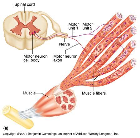 Some motor neurons split to several axon terminals to communicate with hundreds of muscle fibers.