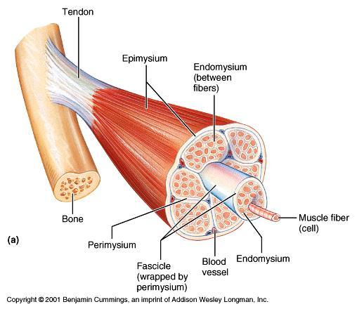 Anatomy of Skeletal Muscle Each skeletal muscle is a discrete organ with thousands of fibers