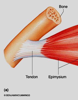 Connective Tissue Wrappings All the connective tissue layers are connected with one another as well as to the tendons that join muscles to bone When