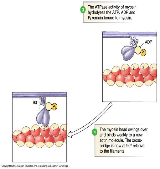 ATP binding causes