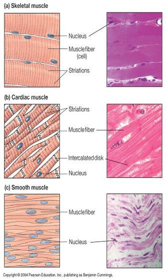 Skeletal Muscles: Long multinucleated cells that respond only to motor-nerve signals, which cause Ca +2 release from sarcoplasmic reticulum and activation of actinmyosin interaction.
