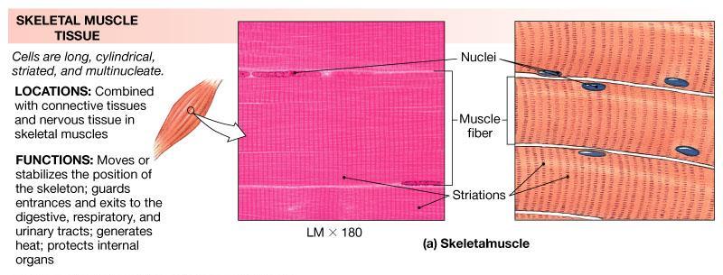 Muscle Tissue Skeletal Muscle Tissue Attached to skeletal system It