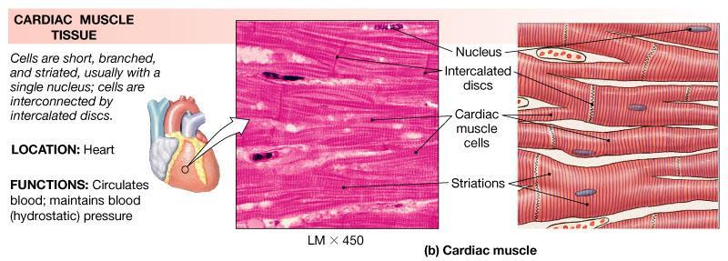 Muscle Tissue Cardiac Muscles It exists only in heart.