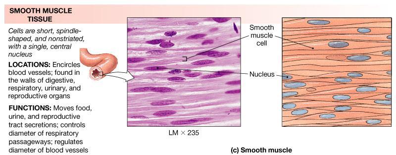 Muscle Tissue Smooth muscles It is found