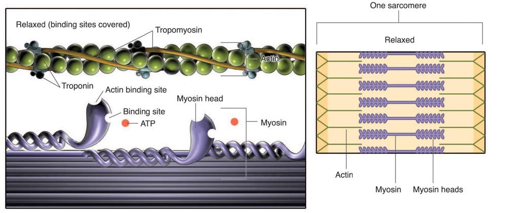 The Sliding Filament Theory Myosin crossbridges (small
