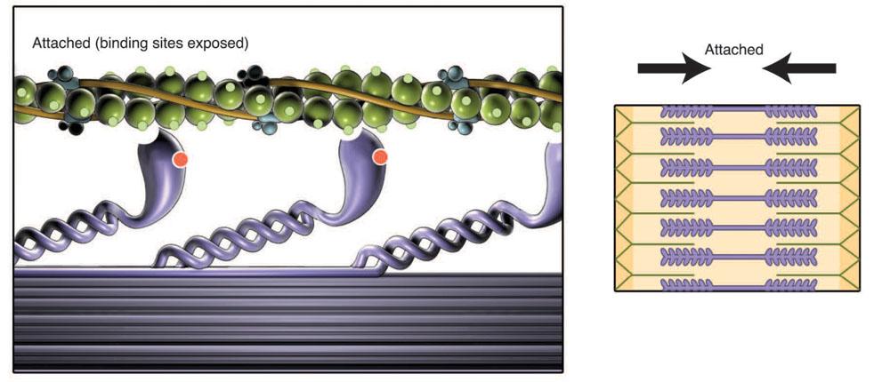 The Sliding Filament Theory Myosin crossbridges v
