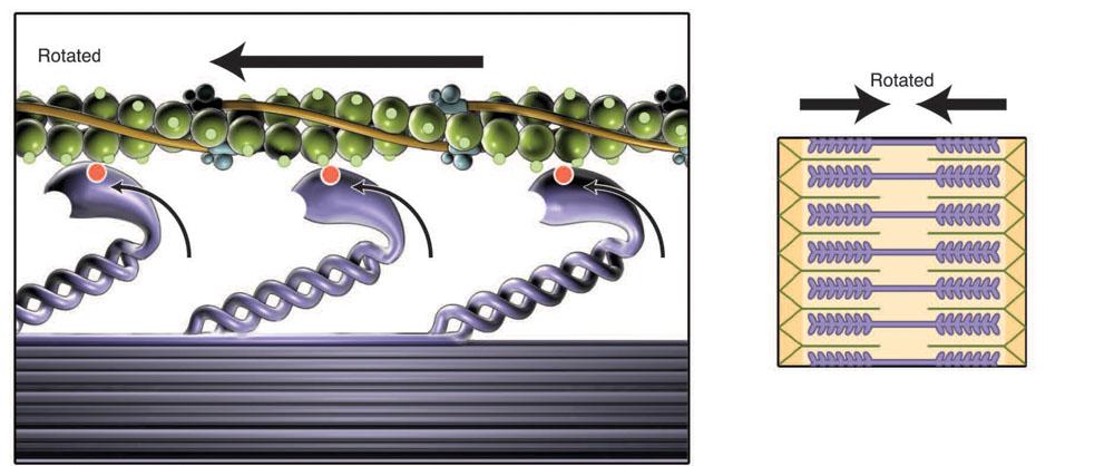 The Sliding Filament Theory Myosin crossbridges v Results in the sliding or overlap