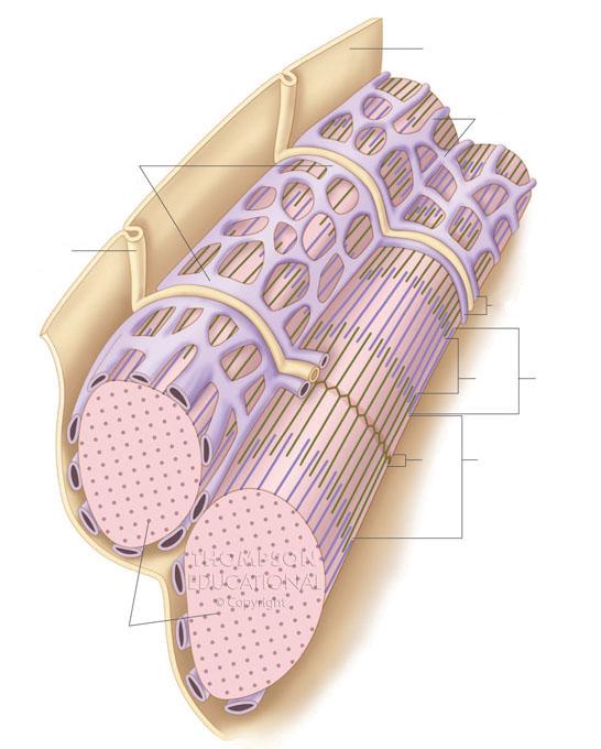 The Role of Calcium Sarcolemma Outer vessicle of sarcoplasmic reticulum (Terminal cisternae) Longitudinal tubules of sarcoplasmic