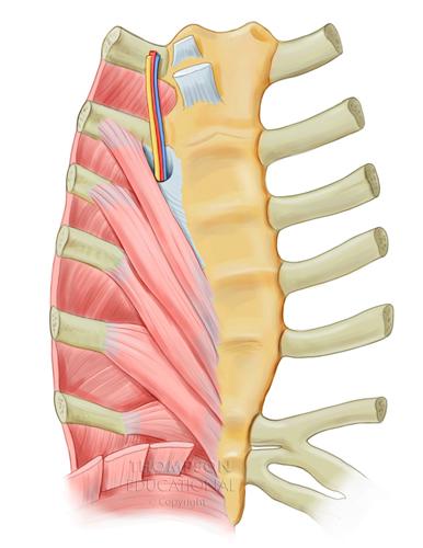 Muscles of Respiration Internal thoracic artery and vein Sternum Internal