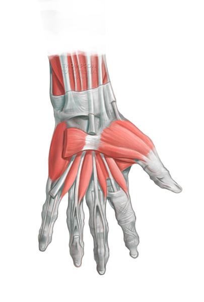 Intrinsic Hand Muscles