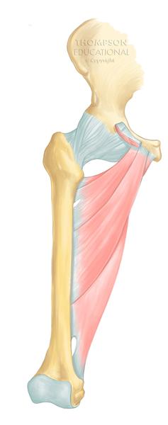Muscles of the Hip Anterior (adductors) Pectineus (cut)