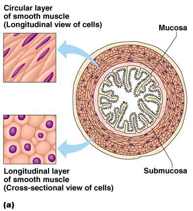 Smooth Muscle Characteristics Has no
