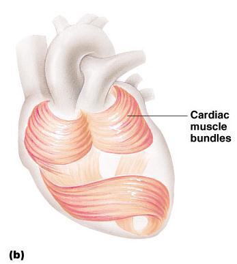 Cardiac Muscle Characteristics Has