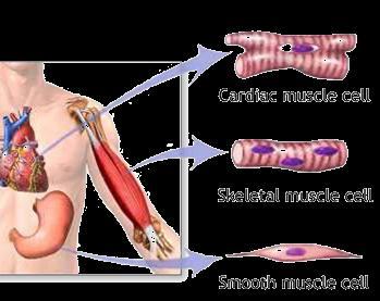 The Muscular System Muscles are responsible for all types of body movement machines of the body Essential function of muscle is contraction or