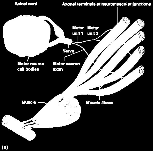 Nerve Stimulus to Muscles (structure) Skeletal muscles must be stimulated by a nerve to contract (3 parts)