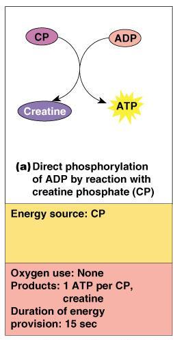 Energy for Muscle Contraction Direct Phosphorylation Muscle cells contain creatine phosphate (CP) CP is a high-energy molecule