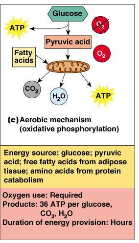 Energy for Muscle Contraction Aerobic Respiration (95%) ATP from this Series of metabolic pathways that occur in the mitochondria Glucose