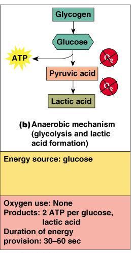 Energy for Muscle Contraction Anaerobic glycolysis (continued) This reaction is not as
