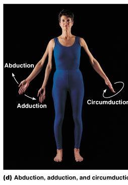 Abduction movement of limb away from midline, or median plane, of body- also applies when move fingers and toes apart Adduction opposite of abduction, movement of limb toward body midline