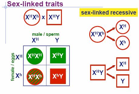 Genes on sex chromosomes Y chromosome o SRY: sex-determining region Master regulator for maleness Turns on genes for production of male hormones Pleiotropy!