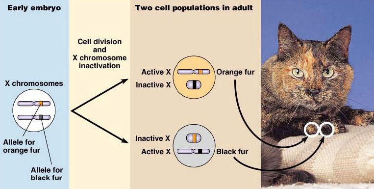 mother o Trait is never passed from father to son Y-linked o Very few traits o Only 26 genes o Trait is only passed from father to son o Females cannot inherit trait X-inactivation Female mammals