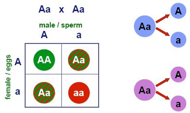 o Heterozygotes (Aa) Carriers Have a normal phenotype because one normal allele produces enough of the required protein. Heterozygote Crosses Heterozygotes as carriers of recessive alleles.