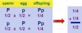 Rule of Addition Chance that an event can occur 2 or more different ways o Sum of the separate