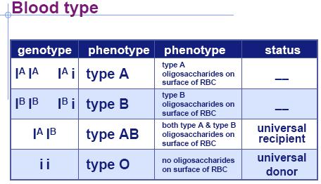 Co-dominance 2 alleles affect the phenotype in separate, distinguishable ways. o ABO blood groups o 3 alleles = I A, I B, and i.