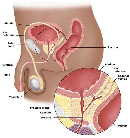 What does it do? Functions of the Prostate 1.