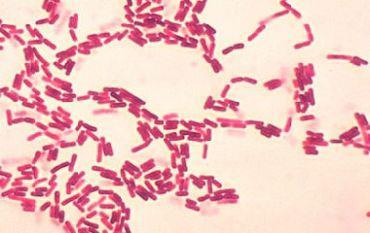 Bacillus spores Bacillus spores are the most widely prescribed prescription probiotics in the world - studied extensively in human clinical trials and have a very long history of use.