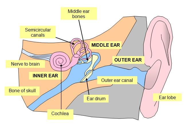 The ear (1) Click box on