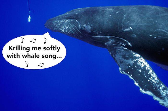 Sounds in Solids, Liquids and Gases Whale songs can be heard from thousands of miles away. How is this possible?