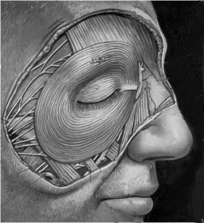 Chapter(2):the lid page (1) THE LID Anatomy of the lid: * Check movie anatomy of the lid model The eyelids are two movable muco-cutaneous folds which protect the eye on closure.