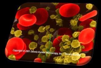 WBC Production Regulation of WBC Production Red bone marrow Hemocytoblasts Myloid cells Progenitor cells All formed elements Basophil Eosinophil Neutrophil Monocyte EXCEPT lymphoblasts 41