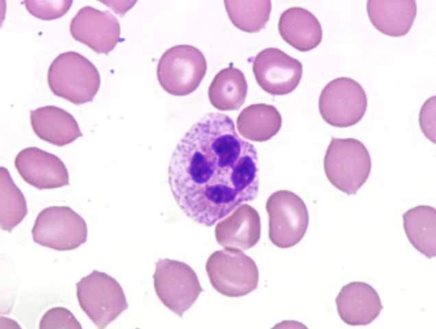 Platelet Production Thrombocytopoiesis One Mature megakaryocyte produces ~4,000 platelets before being phagocytized and recycled Bone marrow Hemocytoblasts Myeloid cells Megakaryocytes Platelets 45