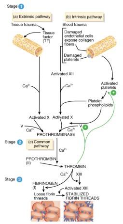 Overview of the Clotting Cascade Extrinsic Pathway Clotting factors (procoagulants) Calcium Prothrombin Prothrombinase Thrombin Fibrinogen Fibrin 57 Damaged tissues leak tissue factor