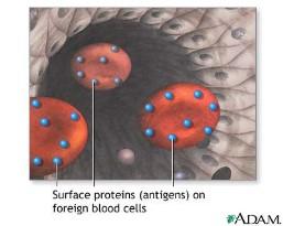 red blood cells due to antibodies binding antigens also causes hemolysis due to
