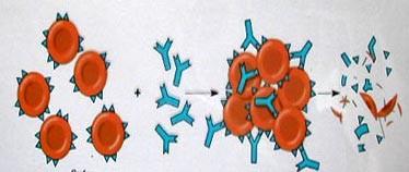 Transfusion Reaction Antibodies cause