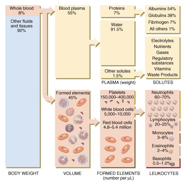 4 5 General Properties of Blood Whole blood volume About 7-8% of total body