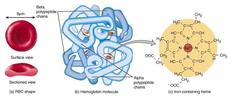 Function of RBC Transport Hemoglobin (Hb) 2 alpha chains and 2 beta chains bind carbon dioxide H+ ions Heme Iron ion binds oxygen Hemoglobin Oxyhemoglobin hemoglobin molecule bound to oxygen