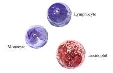 phagocytic neutrophils and eosinophils in peripheral tissues 31 White Blood Cells White blood cells (leukocytes) Granular