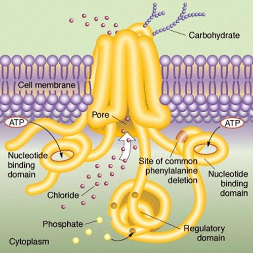 CFTR protein CFTR protein is a transmembrane