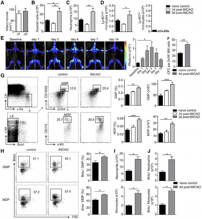 Stroke increases BM progenitor activity Enhanced proliferation of