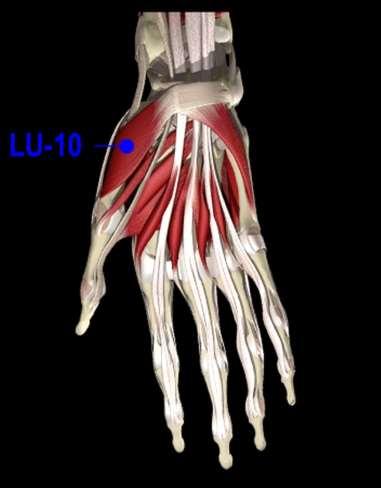 metacarpal bone of the hand use to treat neck