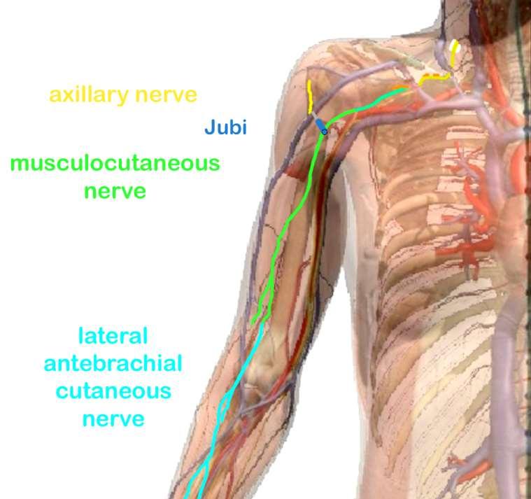 axillary nerve Relationship of