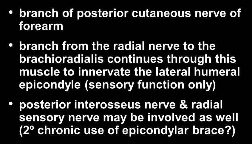 Elbow Innervation- Lateral Epicondyle branch of posterior cutaneous nerve of forearm branch from the radial nerve to the brachioradialis continues through this muscle to