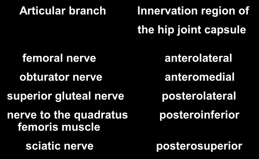Hip Joint Innervation Articular branch femoral nerve obturator nerve superior gluteal nerve nerve to the quadratus femoris muscle