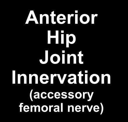 femoral nerve Anterior Hip